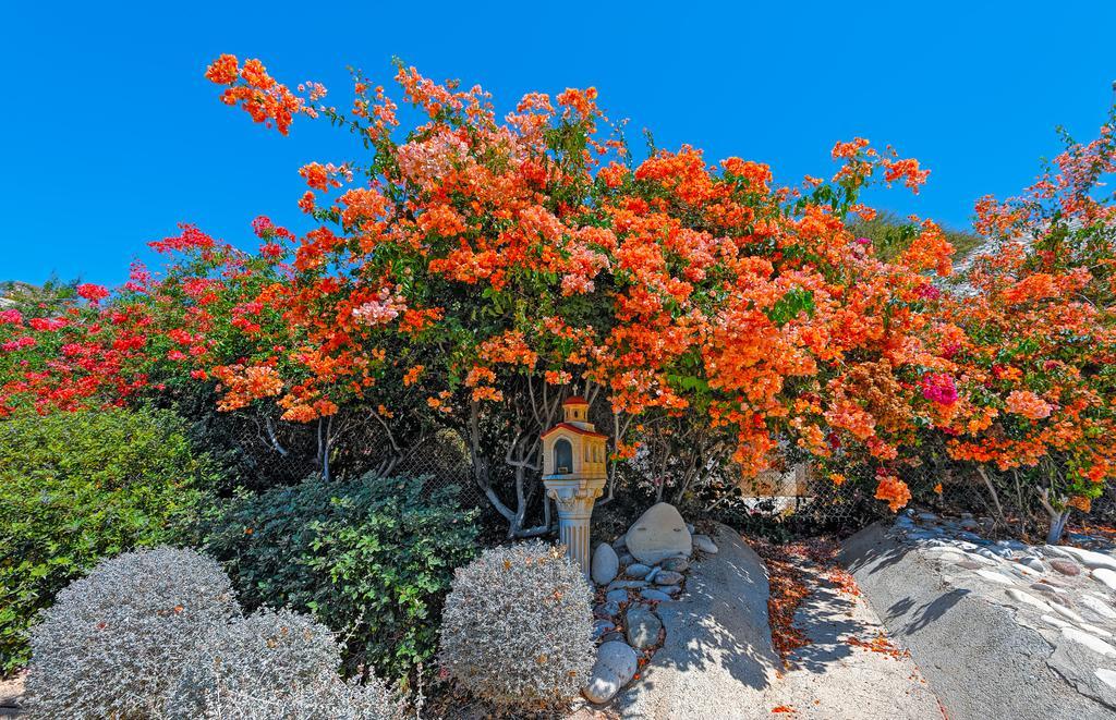 Ferienwohnung Adamou Gardens Paphos Exterior foto